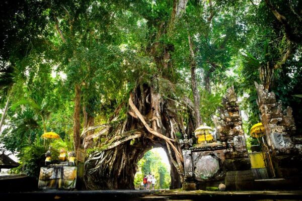 Bunut Bolong Tree (Copy)